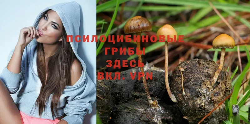 где продают   Вичуга  Псилоцибиновые грибы MAGIC MUSHROOMS 